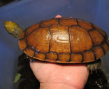 福建灵宠特种水产养殖场