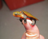 福建灵宠特种水产养殖场