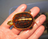 福建灵宠特种水产养殖场