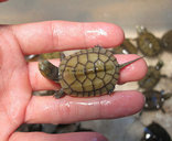 福建灵宠特种水产养殖场