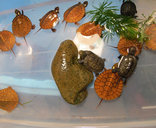 福建灵宠特种水产养殖场