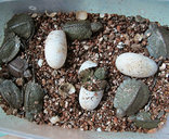 福建灵宠特种水产养殖场