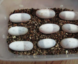 福建灵宠特种水产养殖场